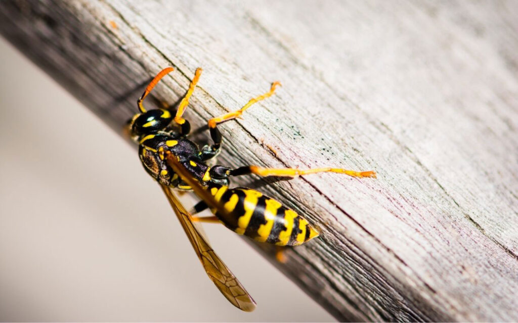 How to keep wasps away from wood deck Effective Tips for your home!